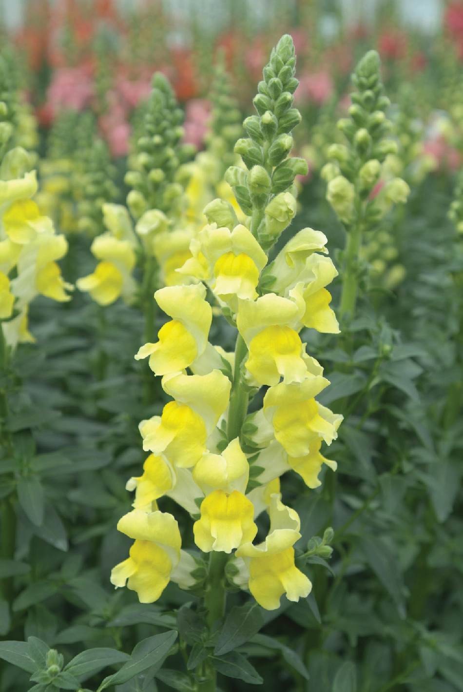 BOCCA DI LEONE / ANTIRRHINUM F1 POTOMAC GIALLO NR.1000 SEMI - Foto 2